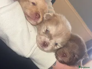 Pomeranian dogs Puppy’s ready in 5 weeks - Advert 11