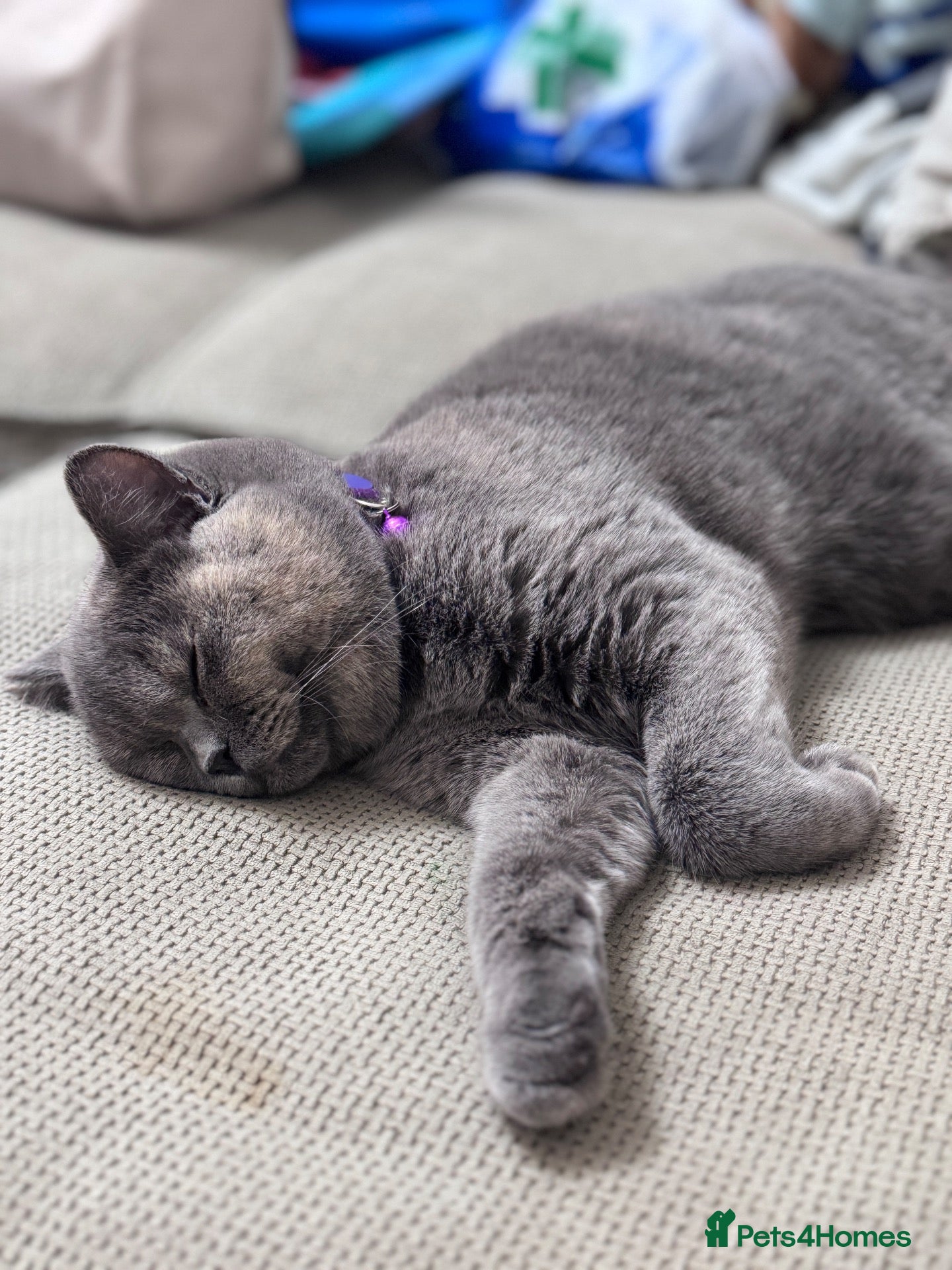 British Shorthair cats Pedigree British Shorthair Female – Layla - Advert 1