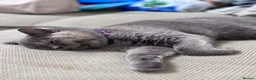 British Shorthair cats for sale: Pedigree British Shorthair Female – Layla - Advert 1