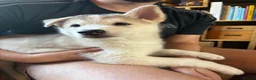 Siberian Husky dogs for sale: Exceptional Siberian Husky x Gsd Puppy - Advert 4
