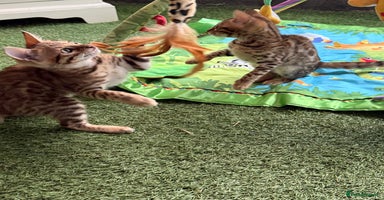 Bengal cats - Advert 6