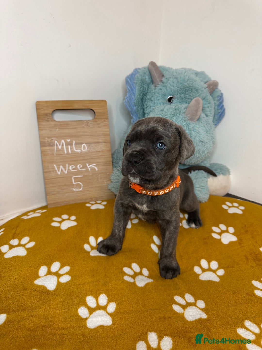 Cane Corso dogs for sale: Cane corso puppies for sale  - Image 38