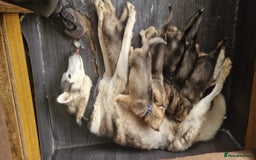 Shepsky dogs for sale: Shepsky puppies (blue + bi eyed) - Image 7