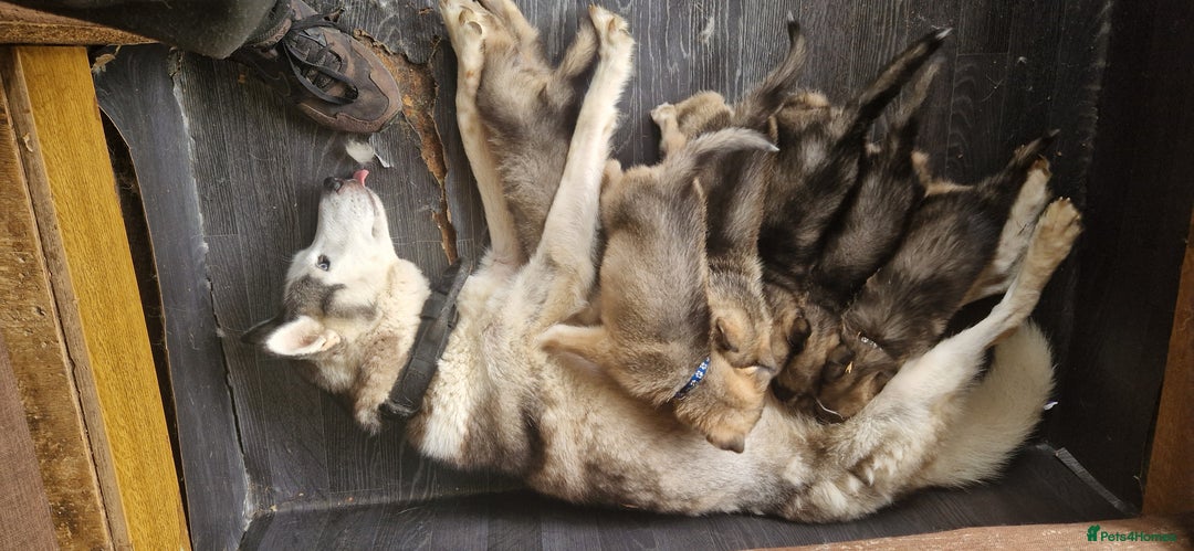 Shepsky dogs for sale: Shepsky puppies (blue + bi eyed) - Image 7
