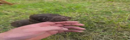 Cockapoo dogs for sale: F1 toy cockerpoo - Advert 3