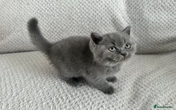 British Shorthair cats for sale: Pedigree BSH kittens  - Image 2