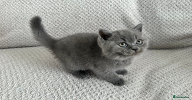 British Shorthair cats - Advert 16