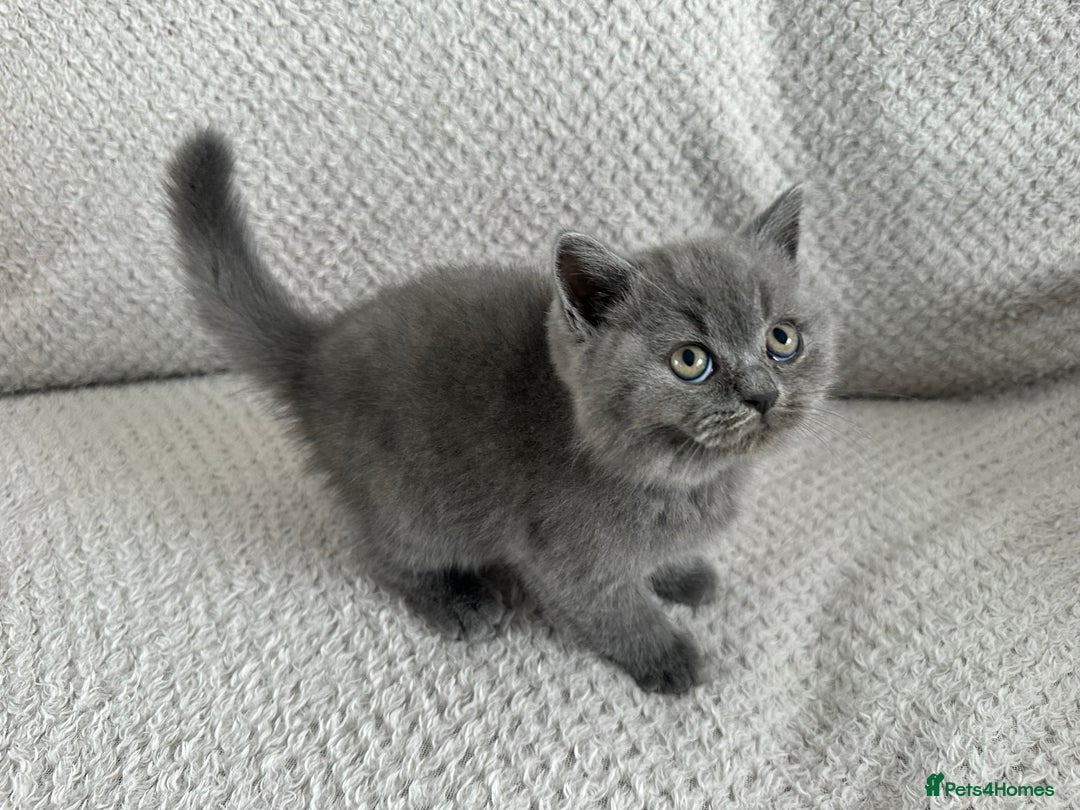 British Shorthair cats for sale: Pedigree BSH kittens  - Image 2