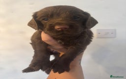 Cocker Spaniel dogs for sale: Cocker Spaniel Puppies - Image 3
