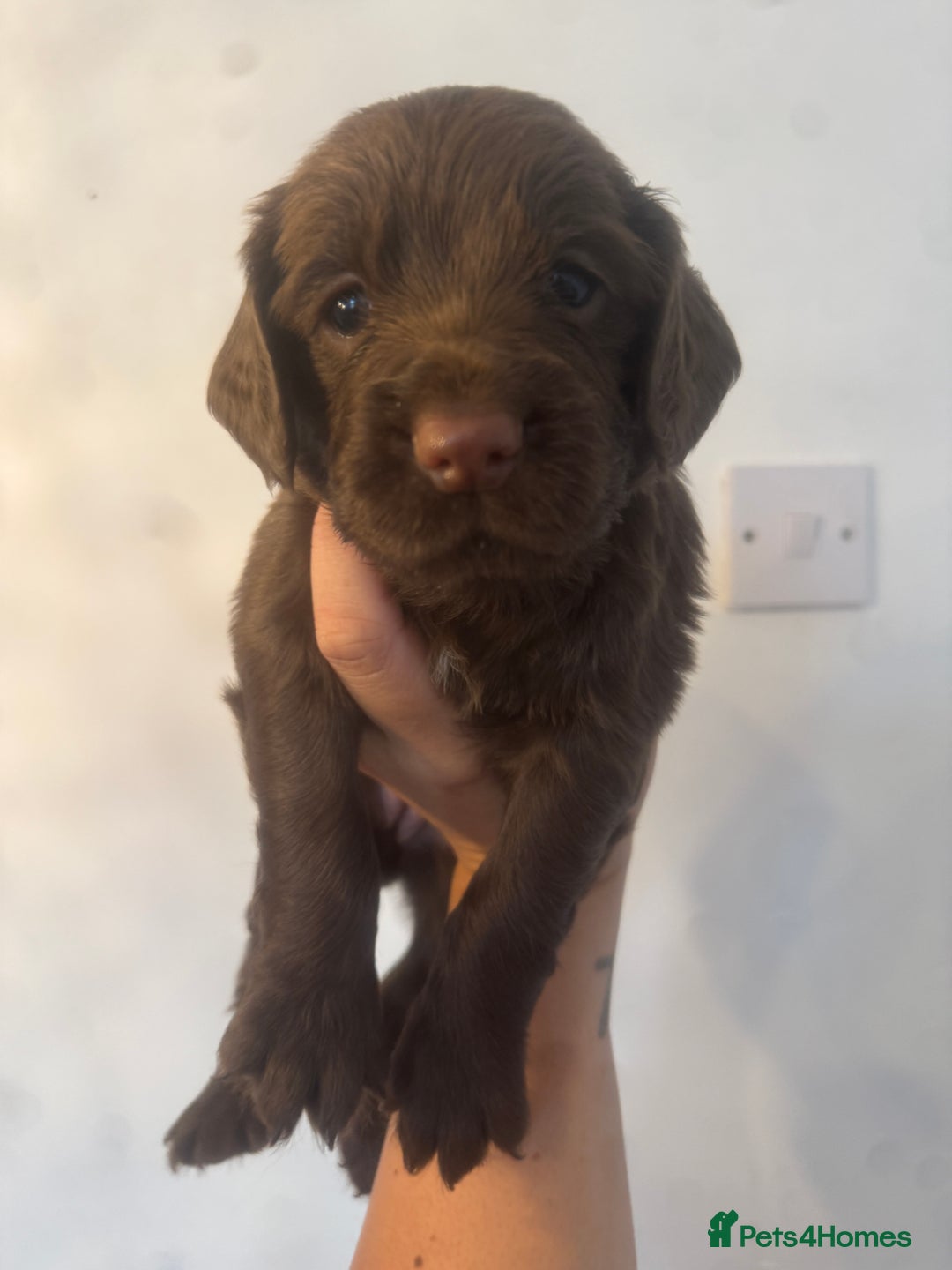 Cocker Spaniel dogs for sale: Cocker Spaniel Puppies - Image 3