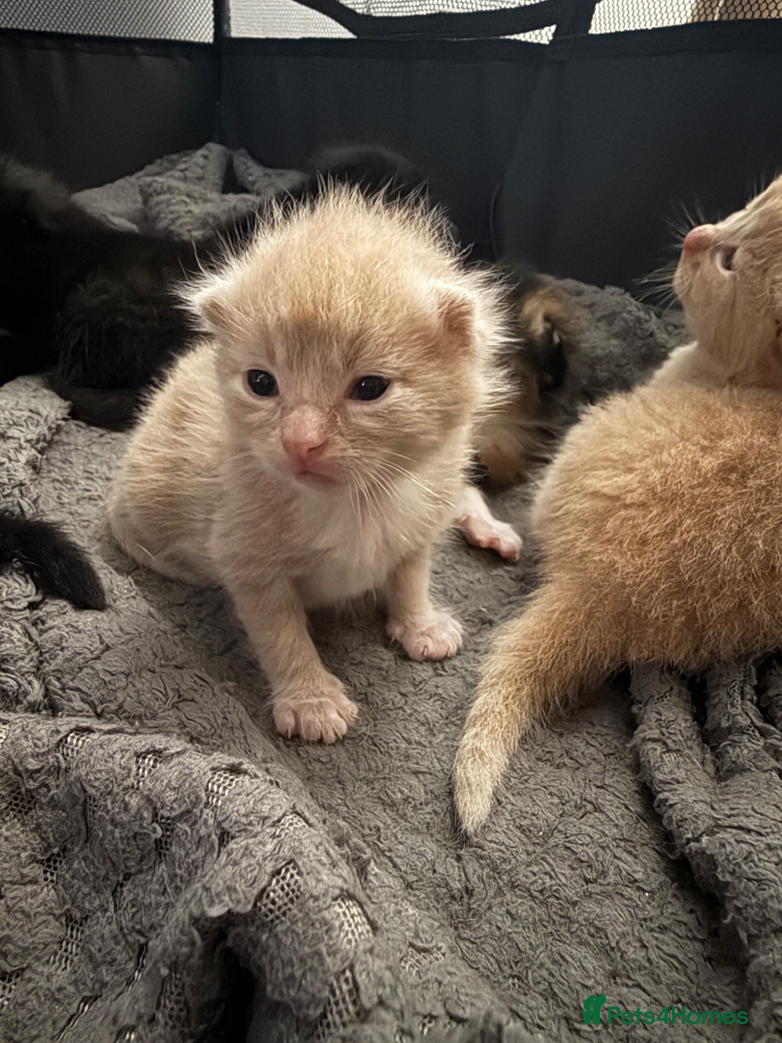 Mixed Breed cats Adorable British Longhair & Ragdoll Mix Kitten 🐾 - Advert 1