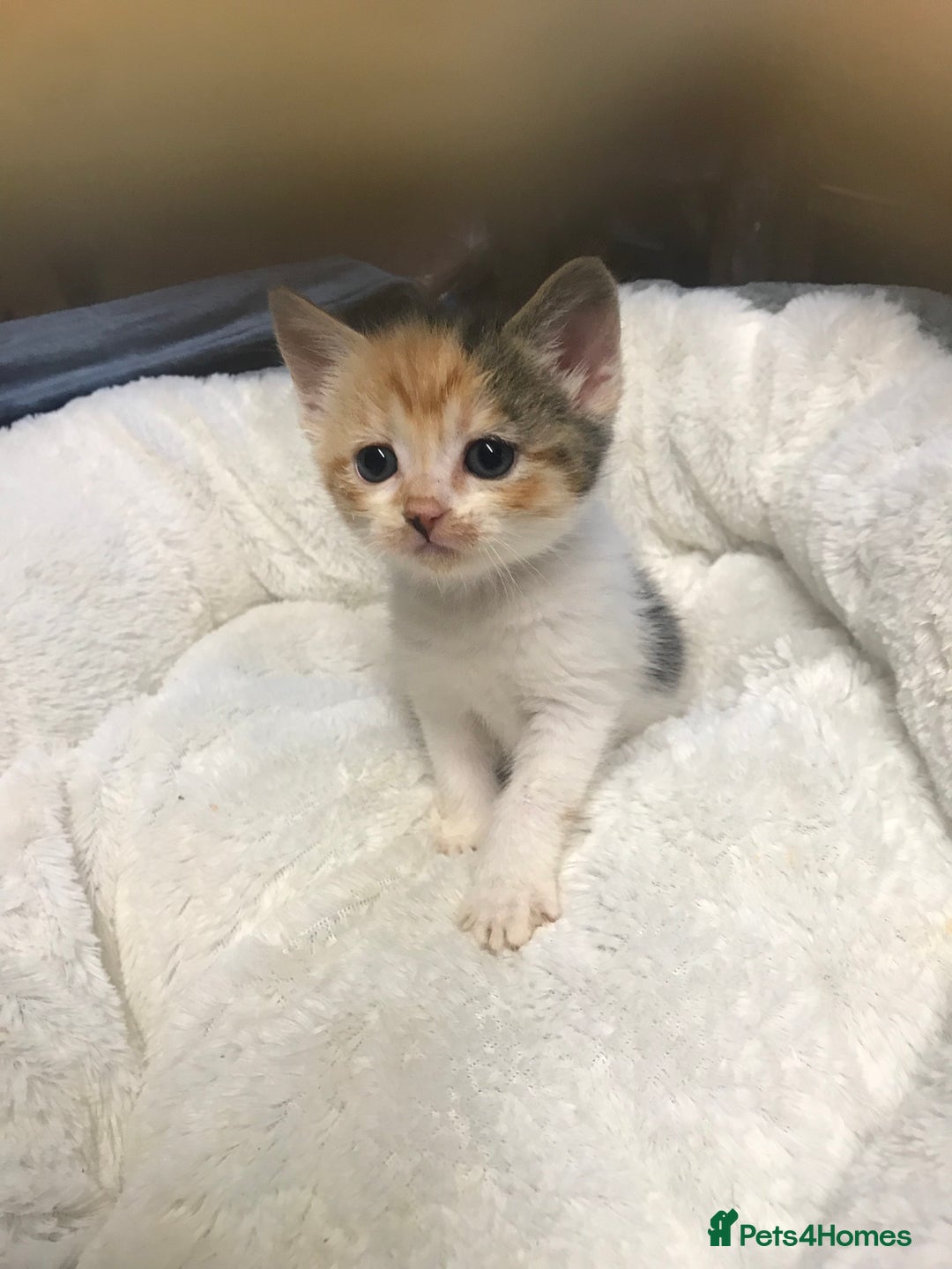 British Shorthair cats for sale: Last little girl kitten left - Image 5