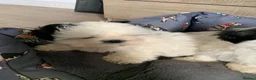 Shih Tzu dogs for sale: Beautiful puppies  - Advert 5