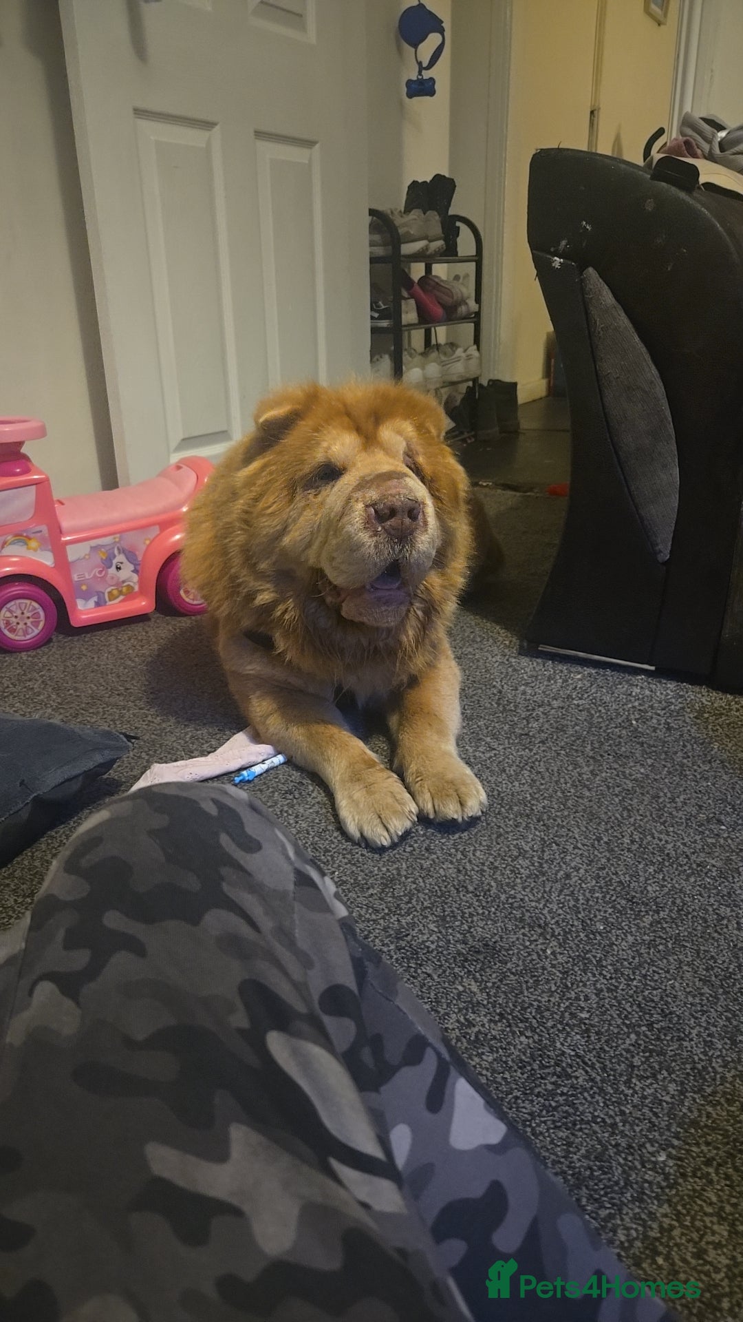 Shar Pei dogs Bison - Advert 2