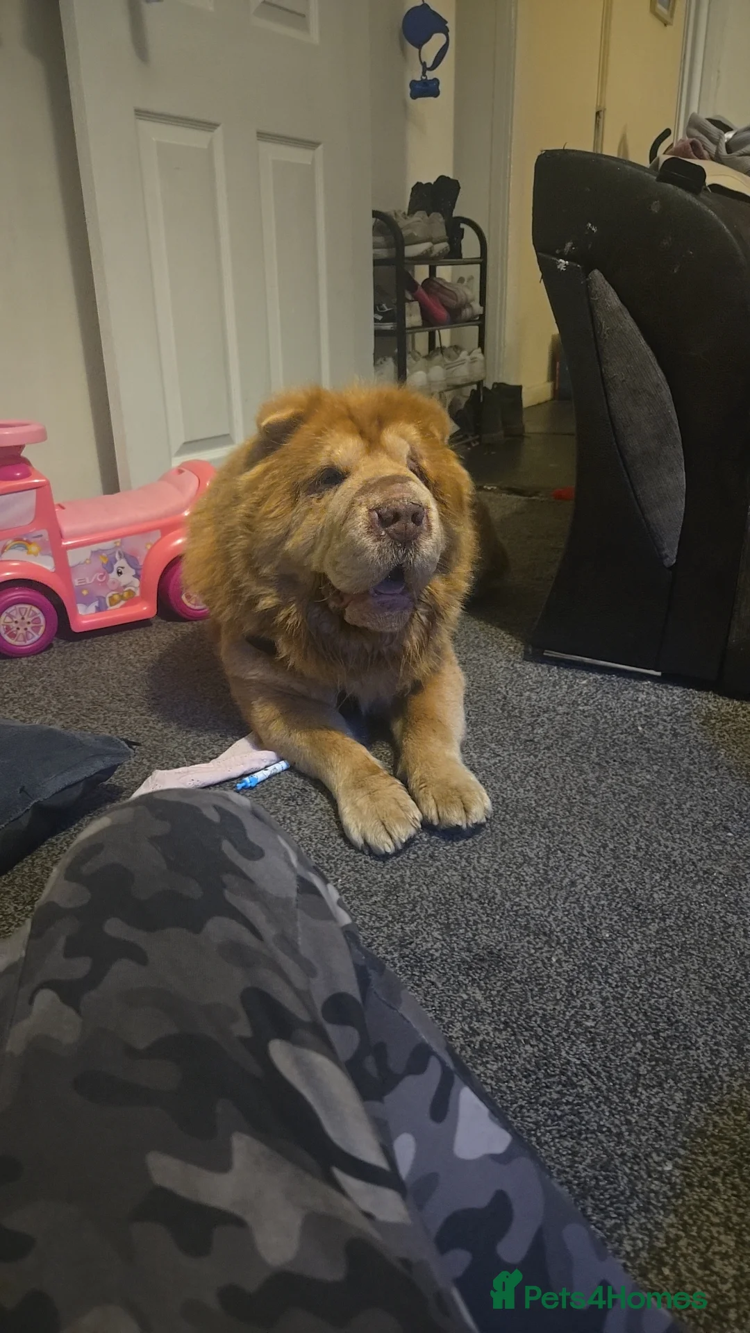 Shar Pei dogs for sale: Bison - Advert 1