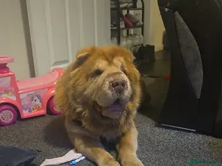 Shar Pei dogs Bison - Advert 2