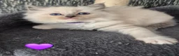 Ragdoll cats for sale: DNA tested Ragdoll kittens  - Advert 13