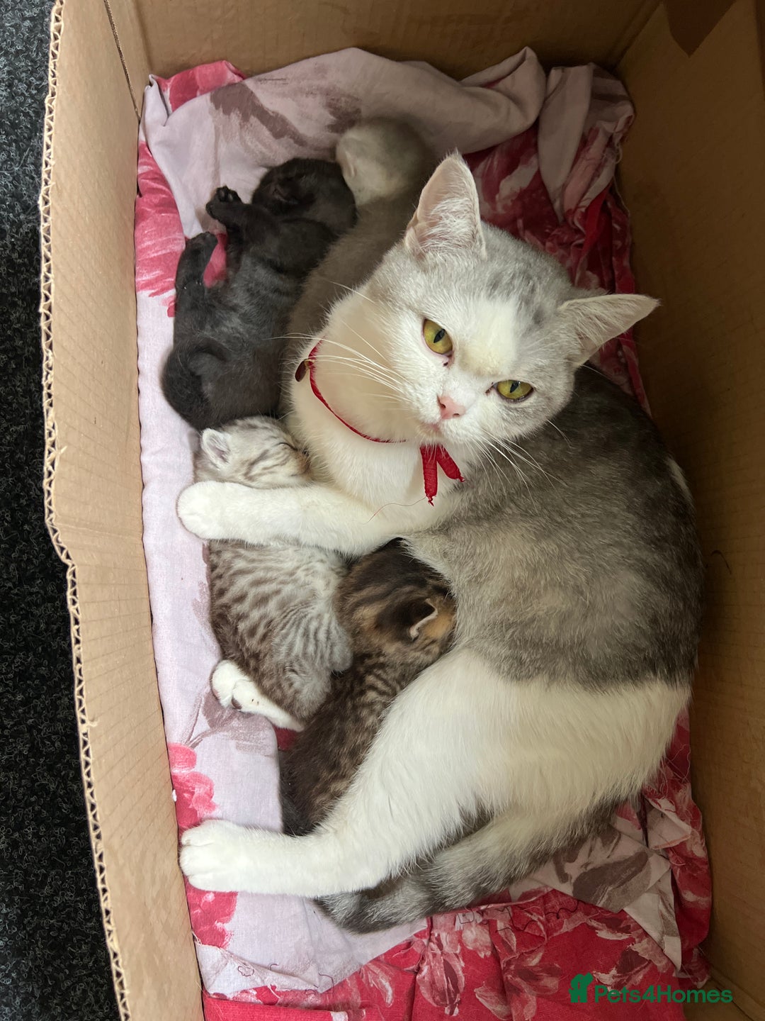 British Shorthair cats for sale: British shorthair kittens - Image 17