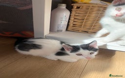 Mixed Breed cats for sale: 4 sweet boys looking for their forever home❤️ - Image 6
