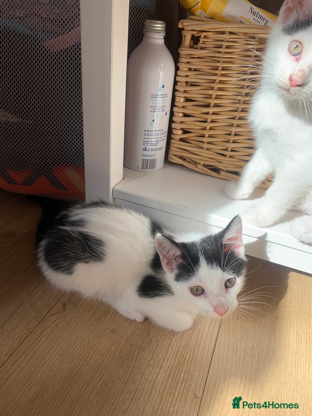 Mixed Breed cats for sale: 4 sweet boys looking for their forever home❤️ - Image 6