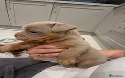 Olde English Bulldogge dogs for sale: Top quality olde English bulldogs - NEBBER REG - Advert 11