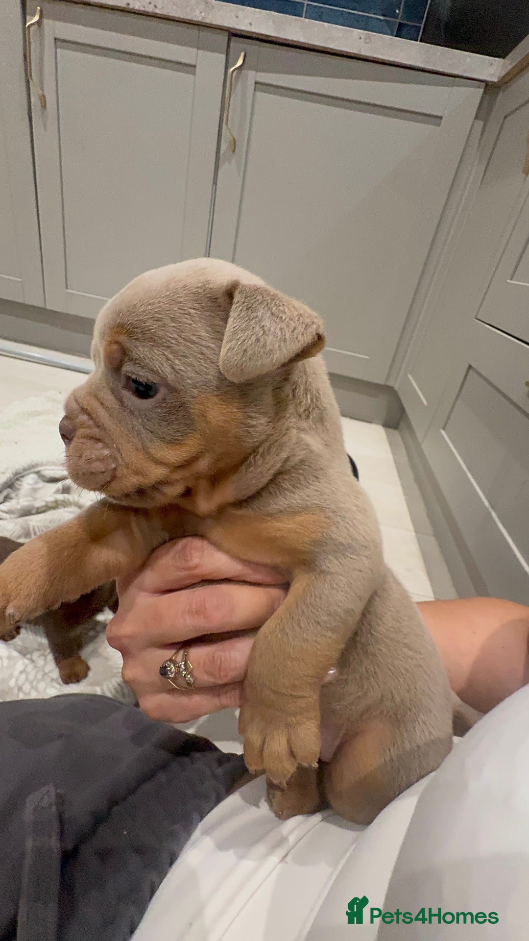 Olde English Bulldogge dogs for sale: Top quality olde English bulldogs - NEBBER REG - Advert 11