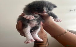 Domestic Shorthair cats for sale: Three domestic shorthair for sale  - Image 2