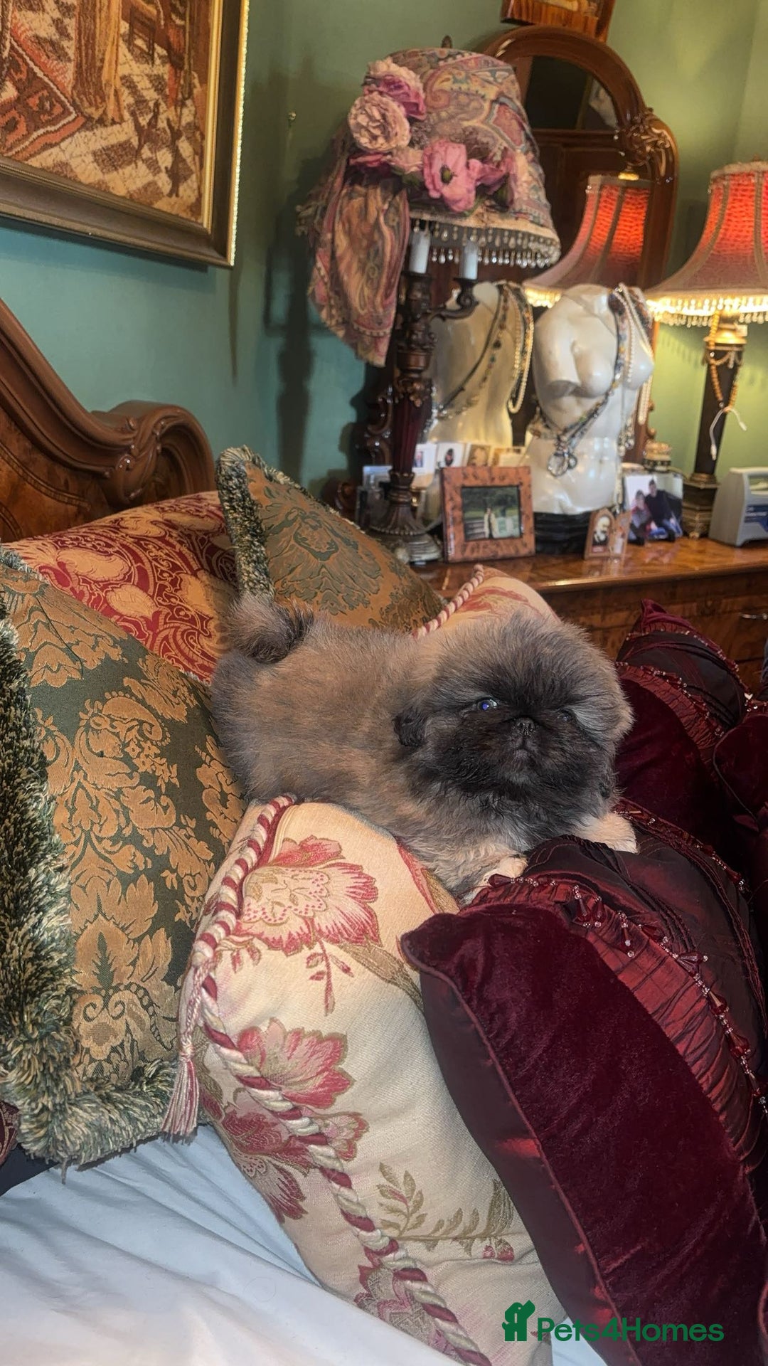 Pekingese dogs for sale: High quality Pekingese puppies  - Advert 5