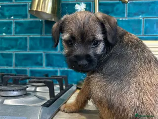 Border Terrier dogs Female KC registered Border Terrier - Advert 7