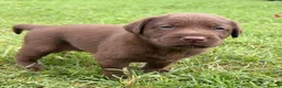 Labrador Retriever dogs for sale: Chocolate Labrador puppies  in Birmingham - Advert 2