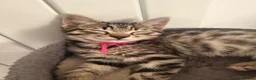 Mixed Breed cats for sale: British Mix Kittens 2 Boys 4 Girls - Advert 23