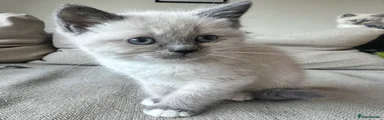 Ragdoll Kitten 1