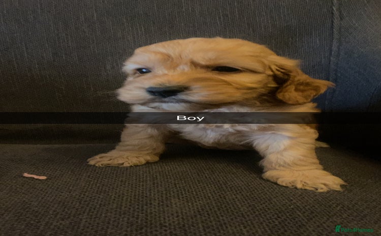 Cockapoo dogs Cockerpoo puppy’s  - Advert 3