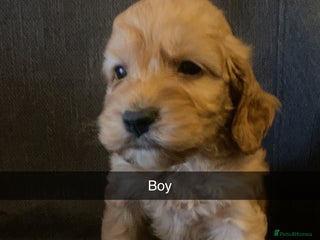 Cockapoo dogs Cockerpoo puppy’s - Advert 1