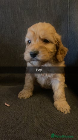 Cockapoo dogs Cockerpoo puppy’s - Advert 15