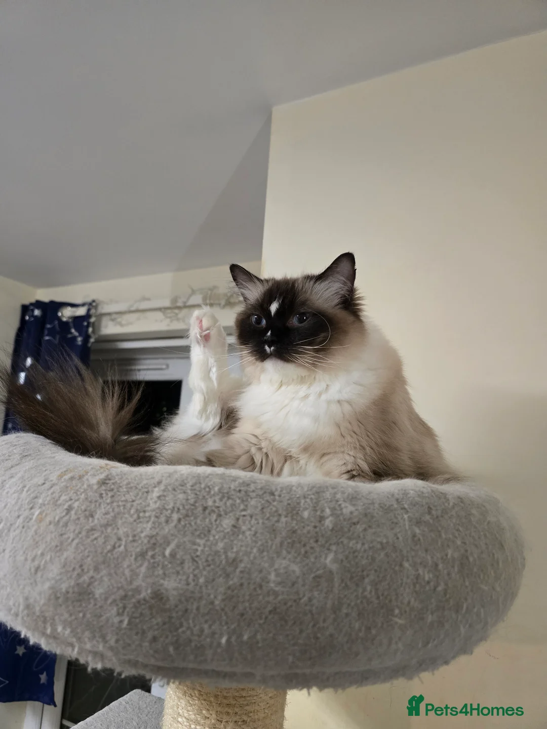 Ragdoll cats for sale: Last Gccf registered girl available  - Advert 10