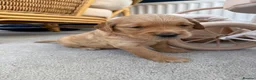 Golden Retriever dogs for sale: Kennel Club Golden Retriever Puppies Health Tested - Advert 20