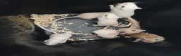 Gerbil rodents for sale: 6 female gerbil babies plus mum - Advert 3