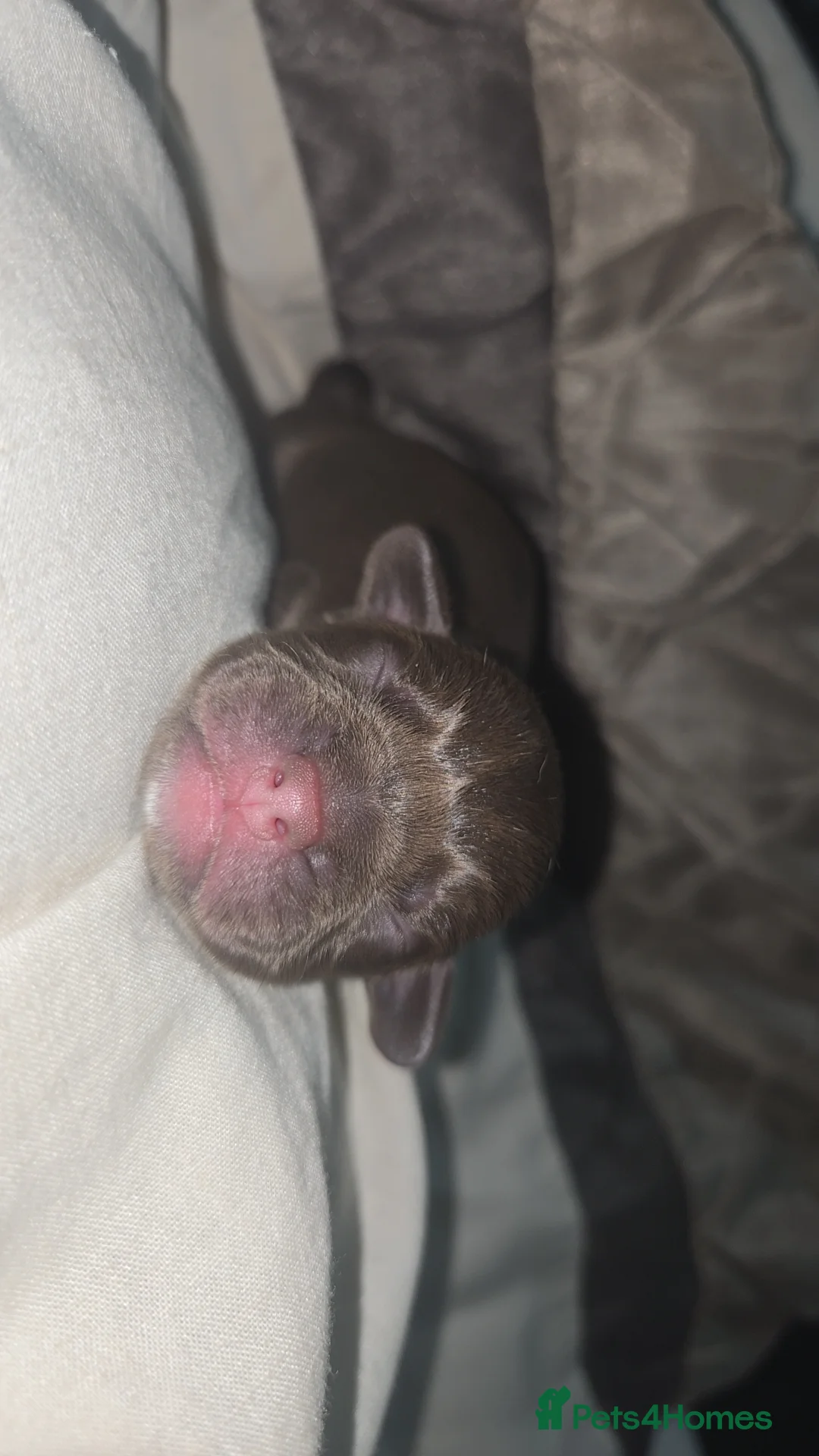 Mixed Breed dogs for sale: French sprocker  in Galashiels - Advert 2