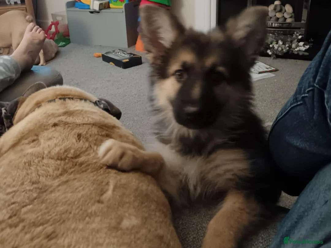 German Shepherd dogs for sale: Freya - Advert 11