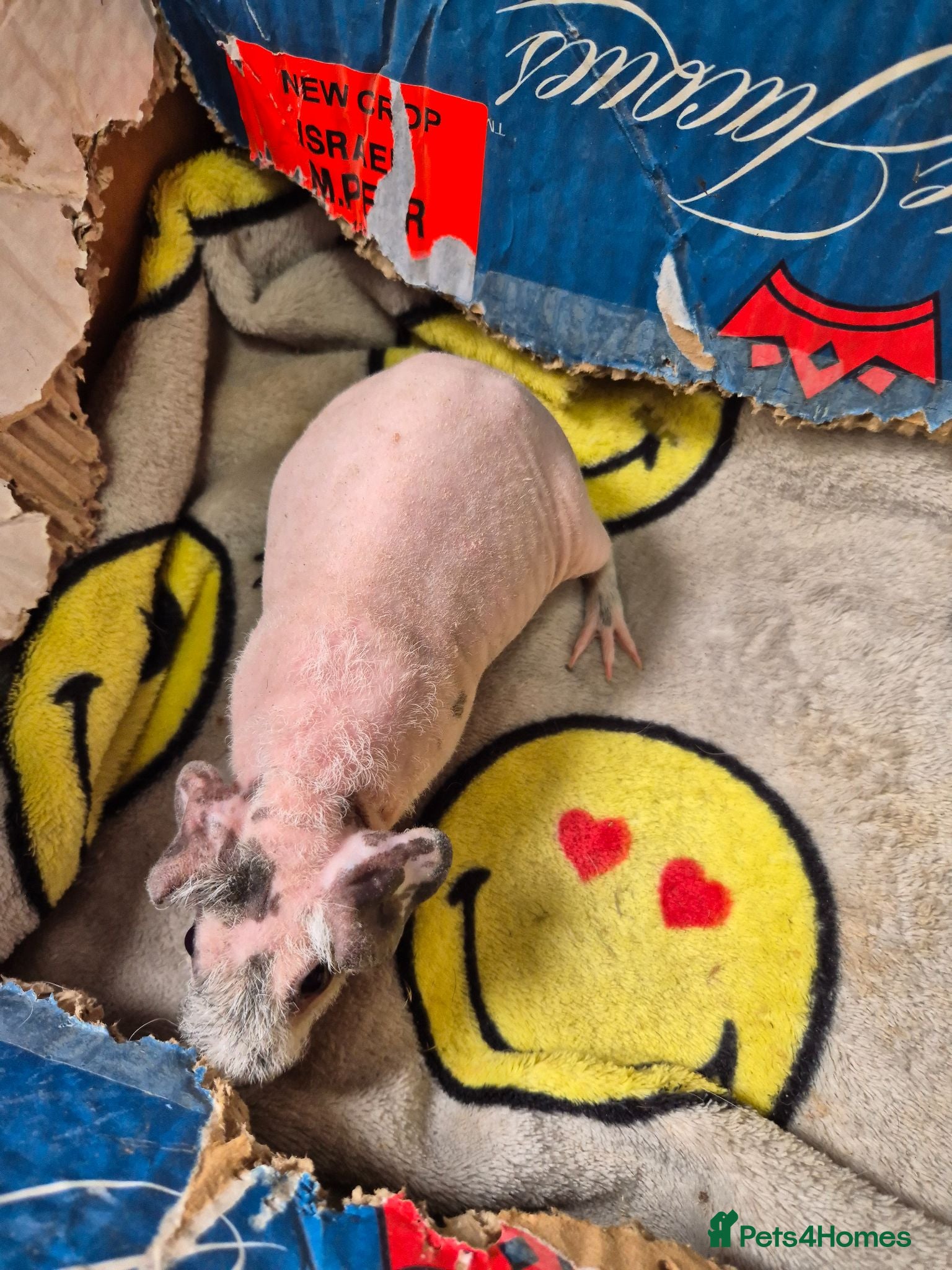Guinea Pig rodents BARGAIN Pair of Baby Male Skinny Pigs For Sale  - Advert 14
