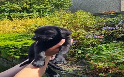 Labrador Retriever dogs for sale: Labrador puppies  - Image 15