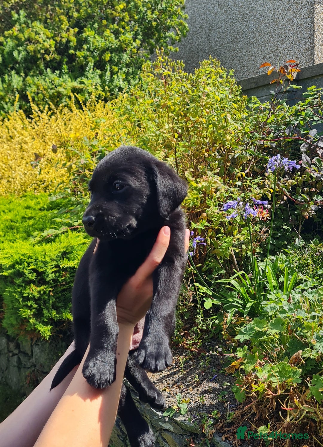 Labrador Retriever dogs for sale: Labrador puppies  - Image 15