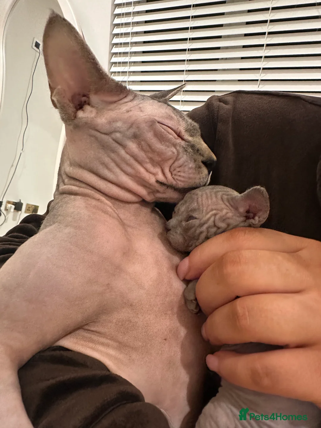 Sphynx cats for sale: Beautiful sphynx kittens from a mum and dad home - Advert 11