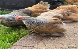 Chickens poultry for sale: Pekin Bantam Pullets POL  - Image 1