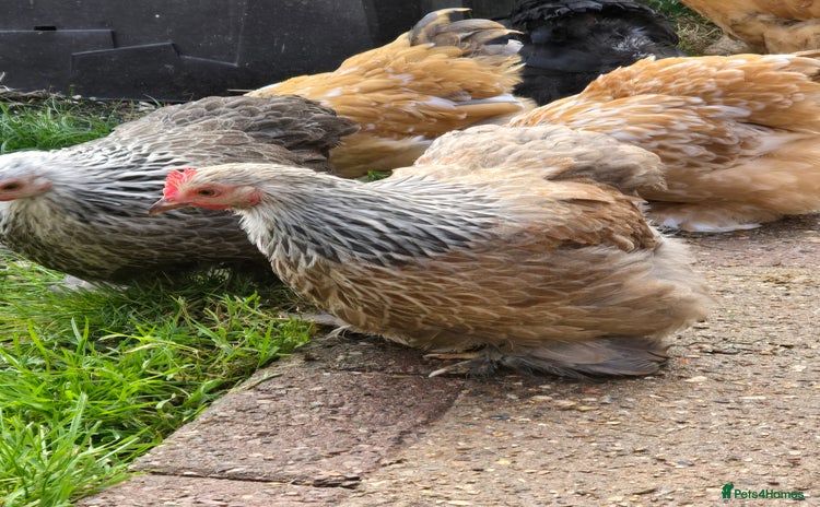 Chickens poultry - Advert 4