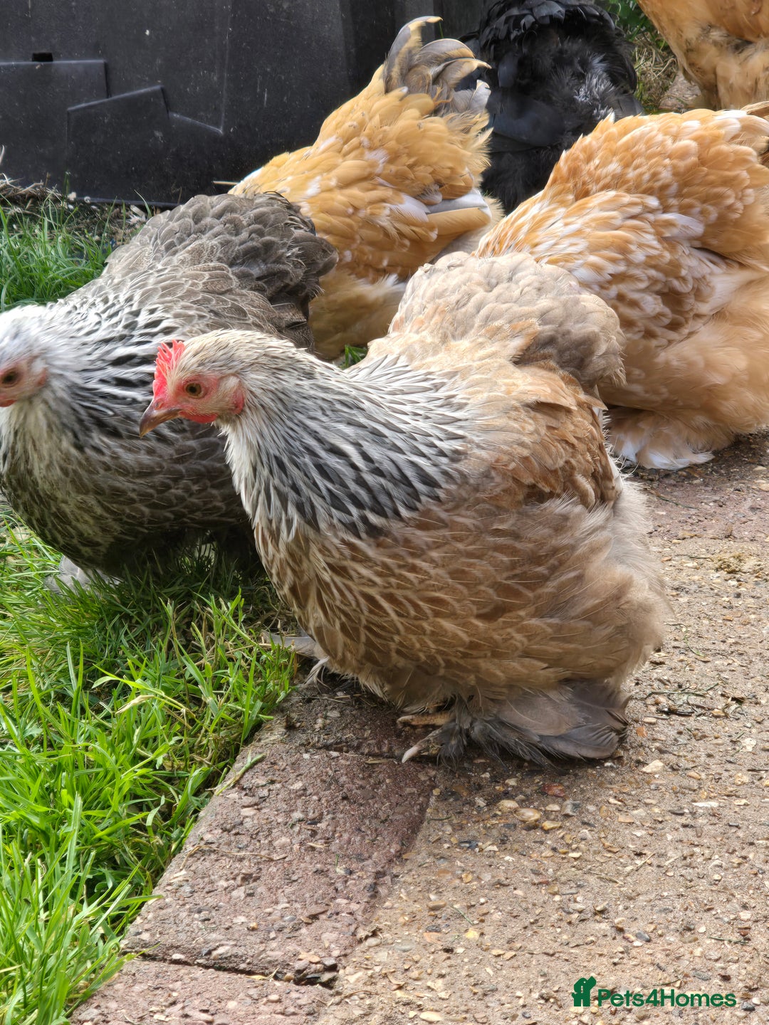 Chickens poultry for sale: Pekin Bantam Pullets POL  - Image 1