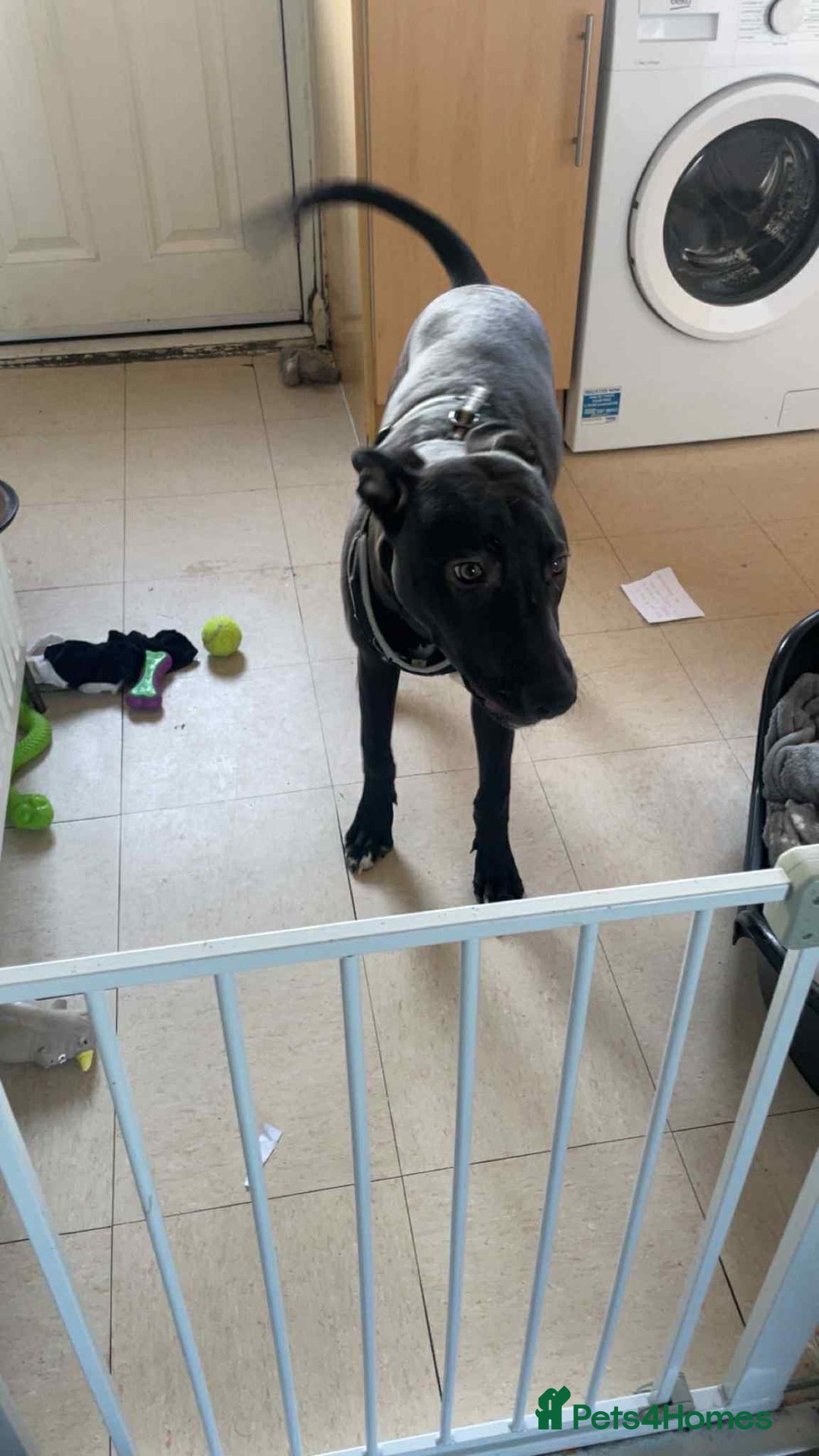 Mixed Breed dogs for sale: For sale  - Advert 3