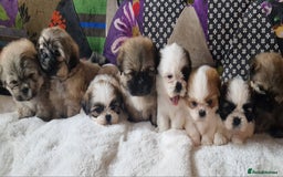 Shih Tzu dogs for sale: Shih-tzu's for sale. - Image 1