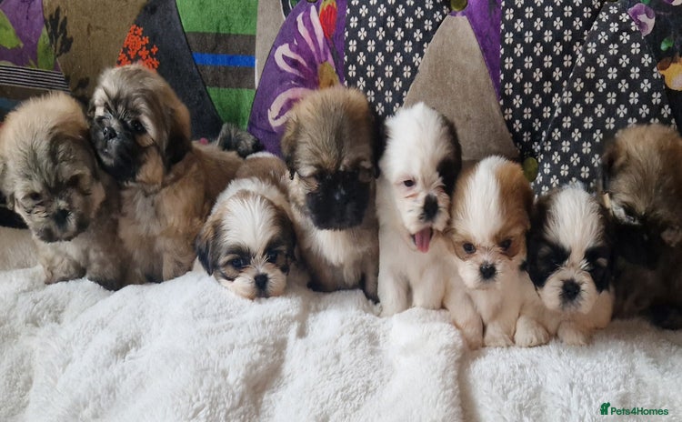 Shih Tzu dogs - Advert 2